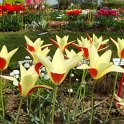 Tulipa botanique clusiana 'Cynthia'